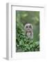 Tawny Owl (Strix aluco) juvenile, perched amongst ivy, August (captive)-Paul Sawer-Framed Photographic Print