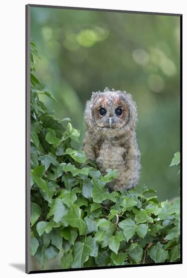 Tawny Owl (Strix aluco) juvenile, perched amongst ivy, August (captive)-Paul Sawer-Mounted Photographic Print