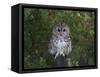 Tawny Owl (Strix Aluco), on Gate with Rosehips, Captive, Cumbria, England, United Kingdom-Steve & Ann Toon-Framed Stretched Canvas