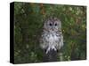 Tawny Owl (Strix Aluco), on Gate with Rosehips, Captive, Cumbria, England, United Kingdom-Steve & Ann Toon-Stretched Canvas