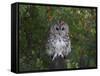 Tawny Owl (Strix Aluco), on Gate with Rosehips, Captive, Cumbria, England, United Kingdom-Steve & Ann Toon-Framed Stretched Canvas