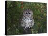 Tawny Owl (Strix Aluco), on Gate with Rosehips, Captive, Cumbria, England, United Kingdom-Steve & Ann Toon-Stretched Canvas