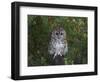 Tawny Owl (Strix Aluco), on Gate with Rosehips, Captive, Cumbria, England, United Kingdom-Steve & Ann Toon-Framed Photographic Print