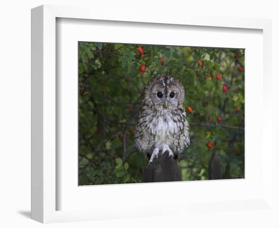 Tawny Owl (Strix Aluco), on Gate with Rosehips, Captive, Cumbria, England, United Kingdom-Steve & Ann Toon-Framed Photographic Print