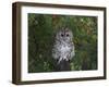 Tawny Owl (Strix Aluco), on Gate with Rosehips, Captive, Cumbria, England, United Kingdom-Steve & Ann Toon-Framed Photographic Print