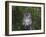 Tawny Owl (Strix Aluco), on Gate with Rosehips, Captive, Cumbria, England, United Kingdom-Steve & Ann Toon-Framed Photographic Print