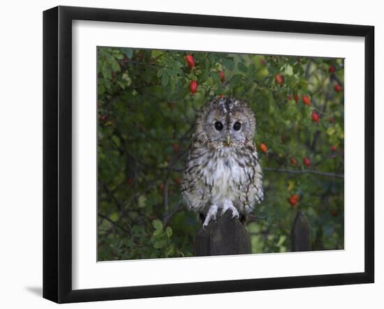 Tawny Owl (Strix Aluco), on Gate with Rosehips, Captive, Cumbria, England, United Kingdom-Steve & Ann Toon-Framed Photographic Print