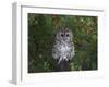 Tawny Owl (Strix Aluco), on Gate with Rosehips, Captive, Cumbria, England, United Kingdom-Steve & Ann Toon-Framed Photographic Print