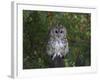 Tawny Owl (Strix Aluco), on Gate with Rosehips, Captive, Cumbria, England, United Kingdom-Steve & Ann Toon-Framed Photographic Print