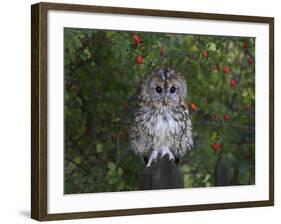 Tawny Owl (Strix Aluco), on Gate with Rosehips, Captive, Cumbria, England, United Kingdom-Steve & Ann Toon-Framed Photographic Print