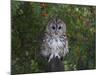 Tawny Owl (Strix Aluco), on Gate with Rosehips, Captive, Cumbria, England, United Kingdom-Steve & Ann Toon-Mounted Photographic Print