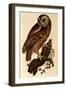 Tawny Owl, Strix Aluco-Prideaux John Selby-Framed Giclee Print