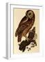 Tawny Owl, Strix Aluco-Prideaux John Selby-Framed Giclee Print