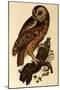 Tawny Owl, Strix Aluco-Prideaux John Selby-Mounted Giclee Print