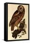 Tawny Owl, Strix Aluco-Prideaux John Selby-Framed Stretched Canvas