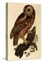 Tawny Owl, Strix Aluco-Prideaux John Selby-Stretched Canvas