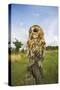 Tawny Owl with Prey on Post-null-Stretched Canvas