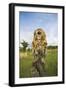 Tawny Owl with Prey on Post-null-Framed Photographic Print
