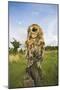 Tawny Owl with Prey on Post-null-Mounted Photographic Print