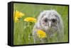 Tawny Owl, Youngster in Meadow-null-Framed Stretched Canvas