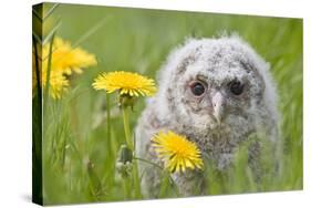 Tawny Owl, Youngster in Meadow-null-Stretched Canvas