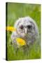 Tawny Owl, Youngster in Meadow-null-Stretched Canvas