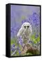 Tawny Owl, Youngster in Meadow-null-Framed Stretched Canvas