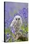 Tawny Owl, Youngster in Meadow-null-Stretched Canvas