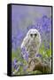 Tawny Owl, Youngster in Meadow-null-Framed Stretched Canvas