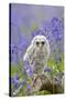 Tawny Owl, Youngster in Meadow-null-Stretched Canvas