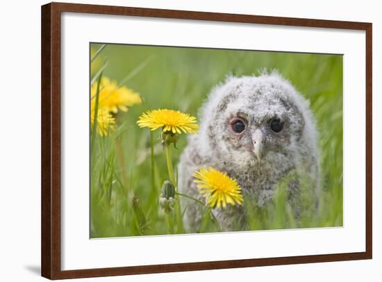 Tawny Owl, Youngster in Meadow-null-Framed Photographic Print
