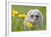 Tawny Owl, Youngster in Meadow-null-Framed Photographic Print