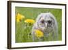 Tawny Owl, Youngster in Meadow-null-Framed Photographic Print