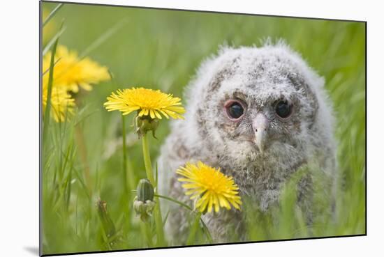 Tawny Owl, Youngster in Meadow-null-Mounted Photographic Print