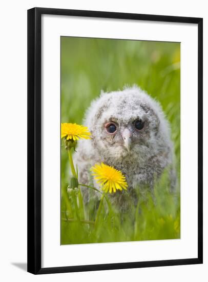 Tawny Owl, Youngster in Meadow-null-Framed Photographic Print