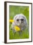 Tawny Owl, Youngster in Meadow-null-Framed Photographic Print