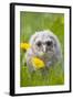 Tawny Owl, Youngster in Meadow-null-Framed Photographic Print