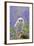 Tawny Owl, Youngster in Meadow-null-Framed Photographic Print