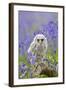 Tawny Owl, Youngster in Meadow-null-Framed Photographic Print