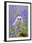 Tawny Owl, Youngster in Meadow-null-Framed Photographic Print