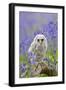 Tawny Owl, Youngster in Meadow-null-Framed Photographic Print