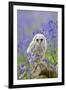 Tawny Owl, Youngster in Meadow-null-Framed Photographic Print