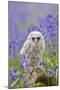 Tawny Owl, Youngster in Meadow-null-Mounted Photographic Print