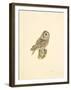 Tawny Owl-C^T^N^ Ackland-Framed Premium Giclee Print