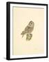 Tawny Owl-C^T^N^ Ackland-Framed Premium Giclee Print