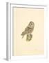 Tawny Owl-C^T^N^ Ackland-Framed Premium Giclee Print