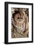 Tawny Owl-cadifor-Framed Photographic Print