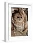 Tawny Owl-cadifor-Framed Photographic Print