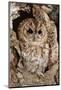 Tawny Owl-cadifor-Mounted Photographic Print