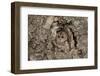 Tawny Owl-cadifor-Framed Photographic Print